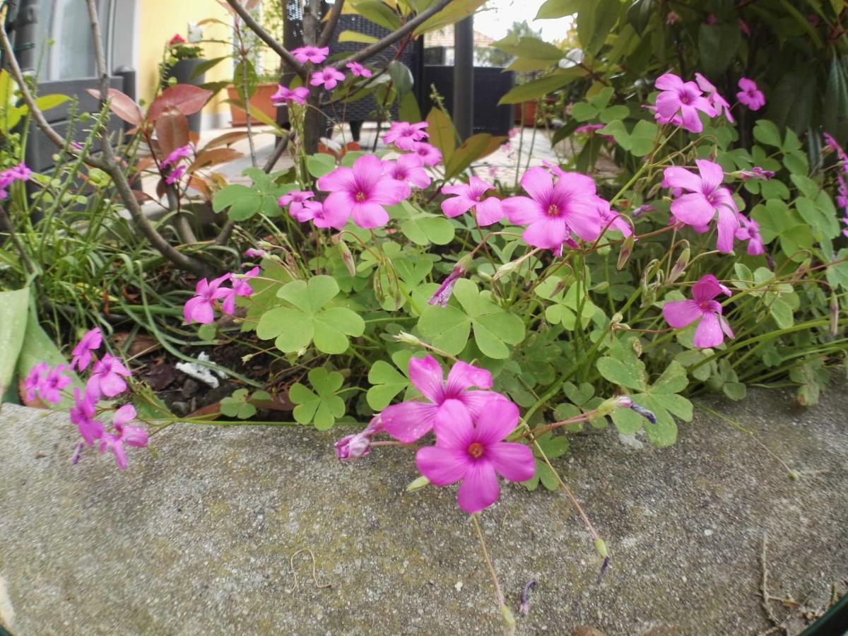 B&B Guglielmina Quarna Sotto 外观 照片
